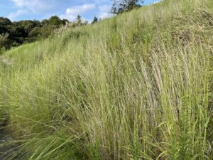 グリーンスラッガーによる強酸性土壌の緑化