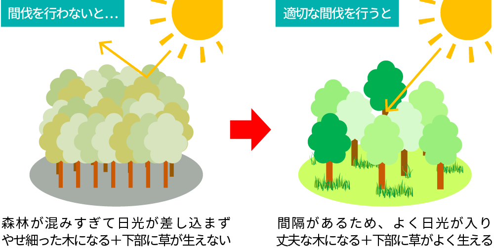 間伐を行うと、木の間隔が開き、よく日光が入るため、丈夫な木になり、下層植生も繁茂する